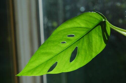 Cebu Blue Leaf ©J. L. James