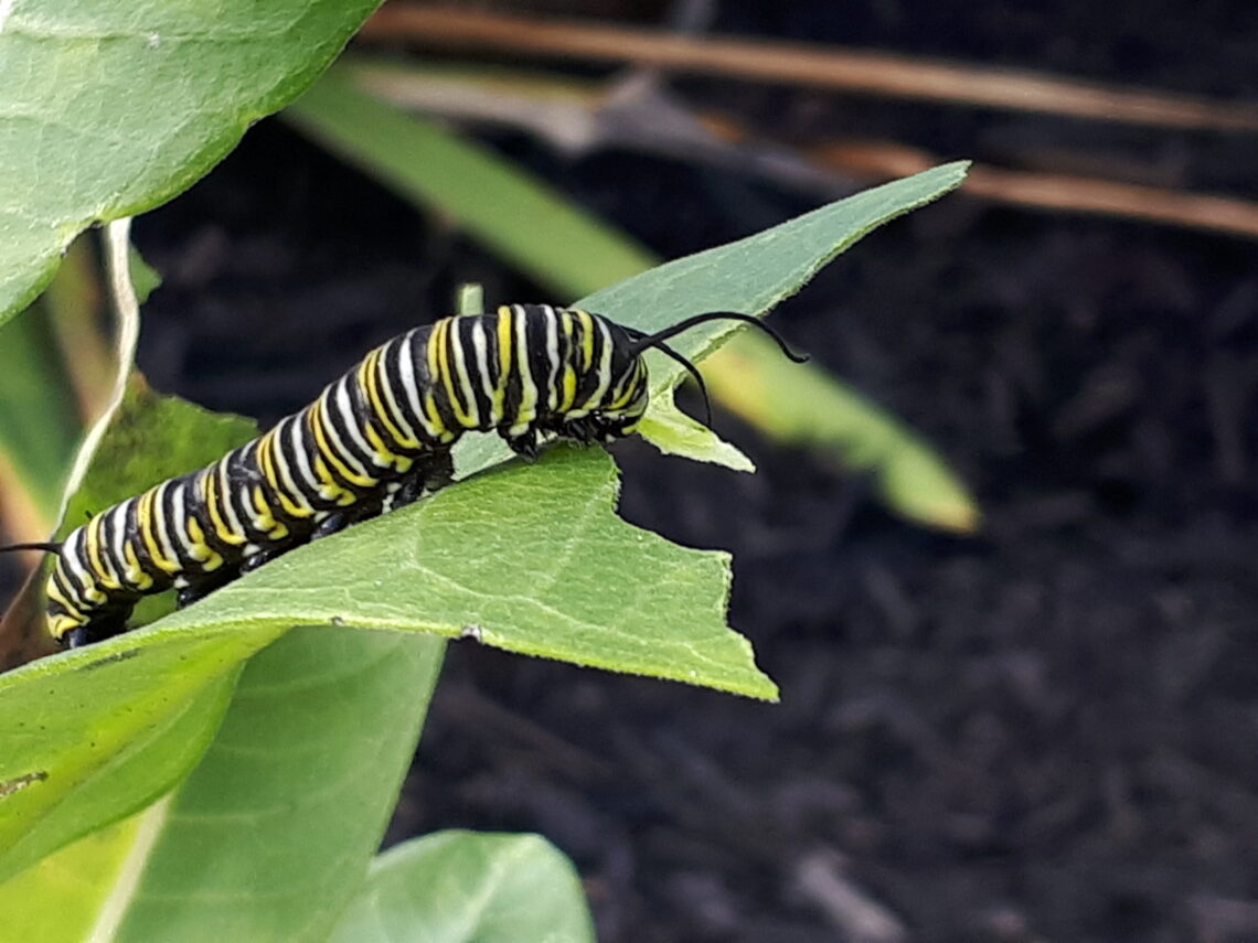 Monarch caterpillar feeding on Milkweed leaf © J. L. James