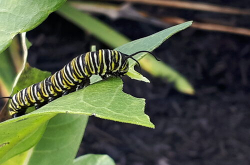 Monarch caterpillar feeding on Milkweed leaf © J. L. James