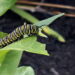 Monarch caterpillar feeding on Milkweed leaf © J. L. James