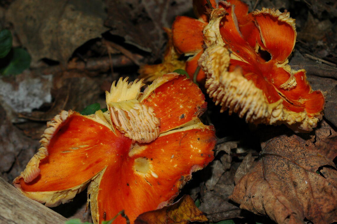 Orange Fungi in the forest ©J. L James
