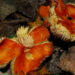 Orange Fungi in the forest ©J. L James
