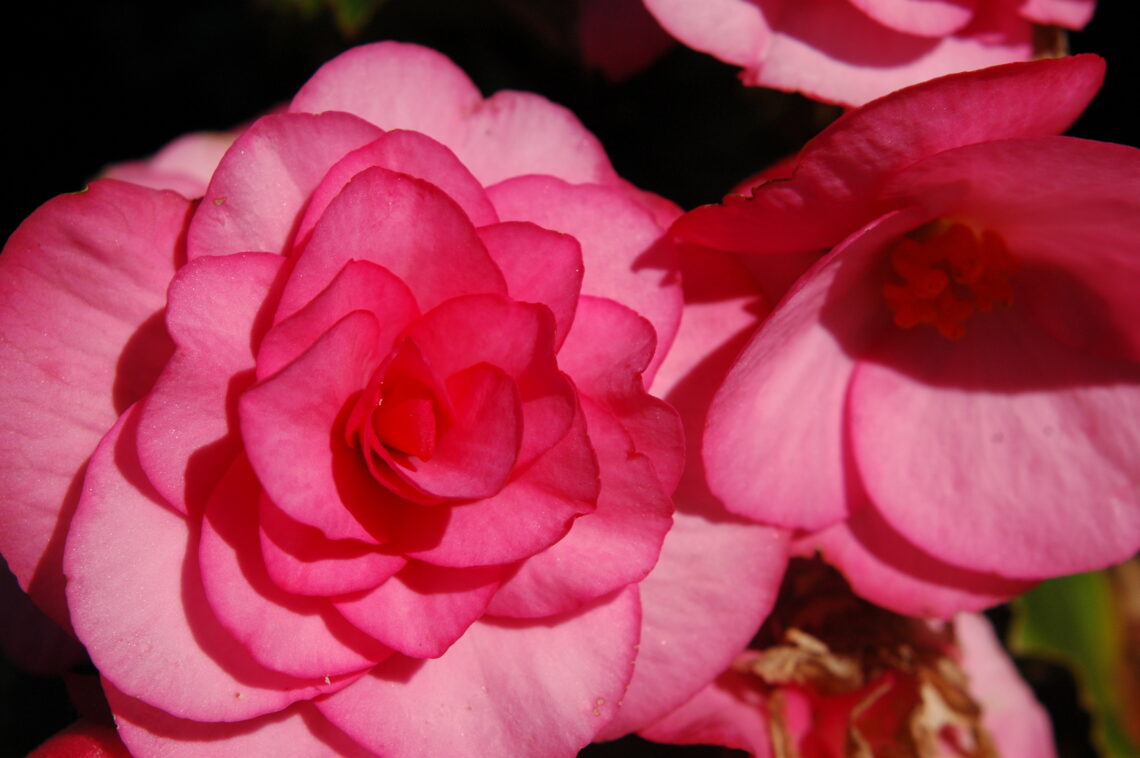 Pink Begonia Blooms