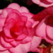 Pink Begonia Blooms