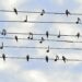 Birds and music notes on lines against a blue sky