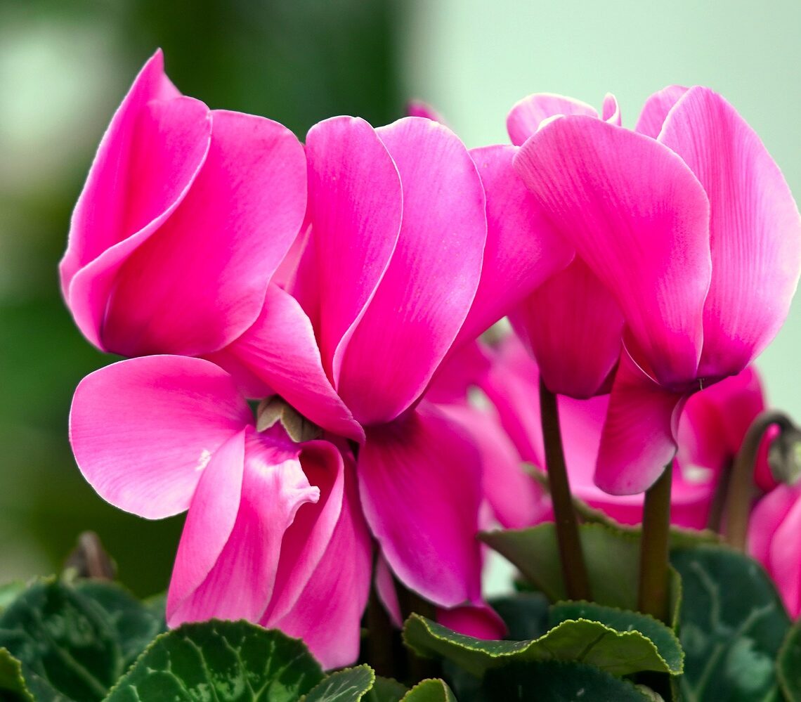 Pink Cyclamens