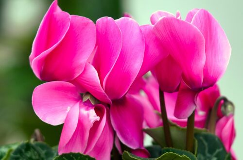 Pink Cyclamens