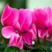 Pink Cyclamens