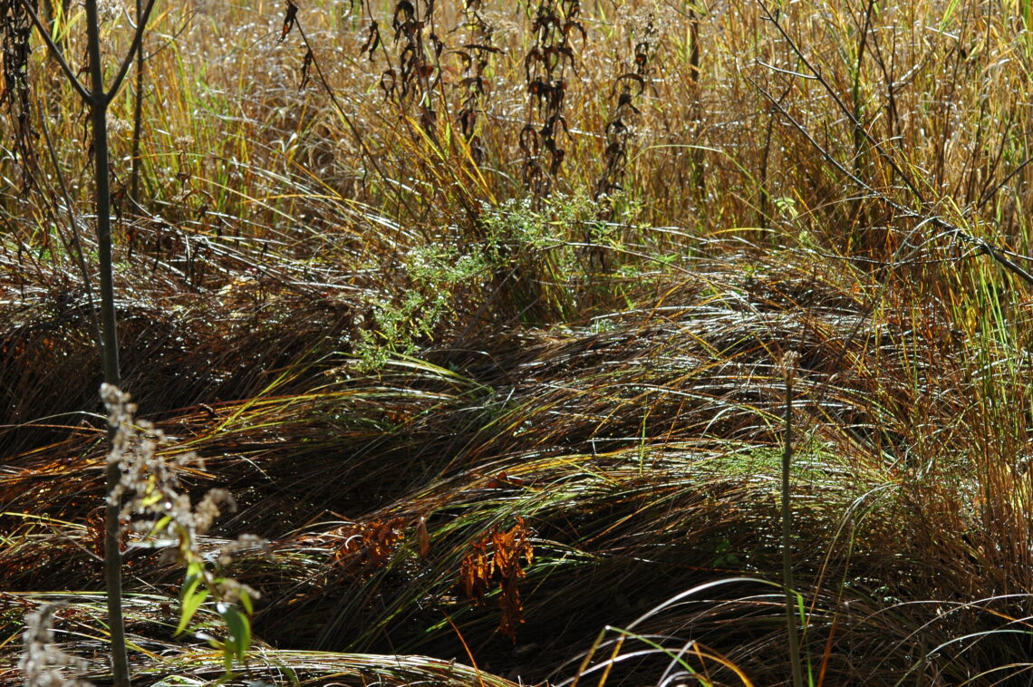 Nature along the Boardwalk ©J. L. James