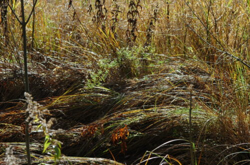 Nature along the Boardwalk ©J. L. James
