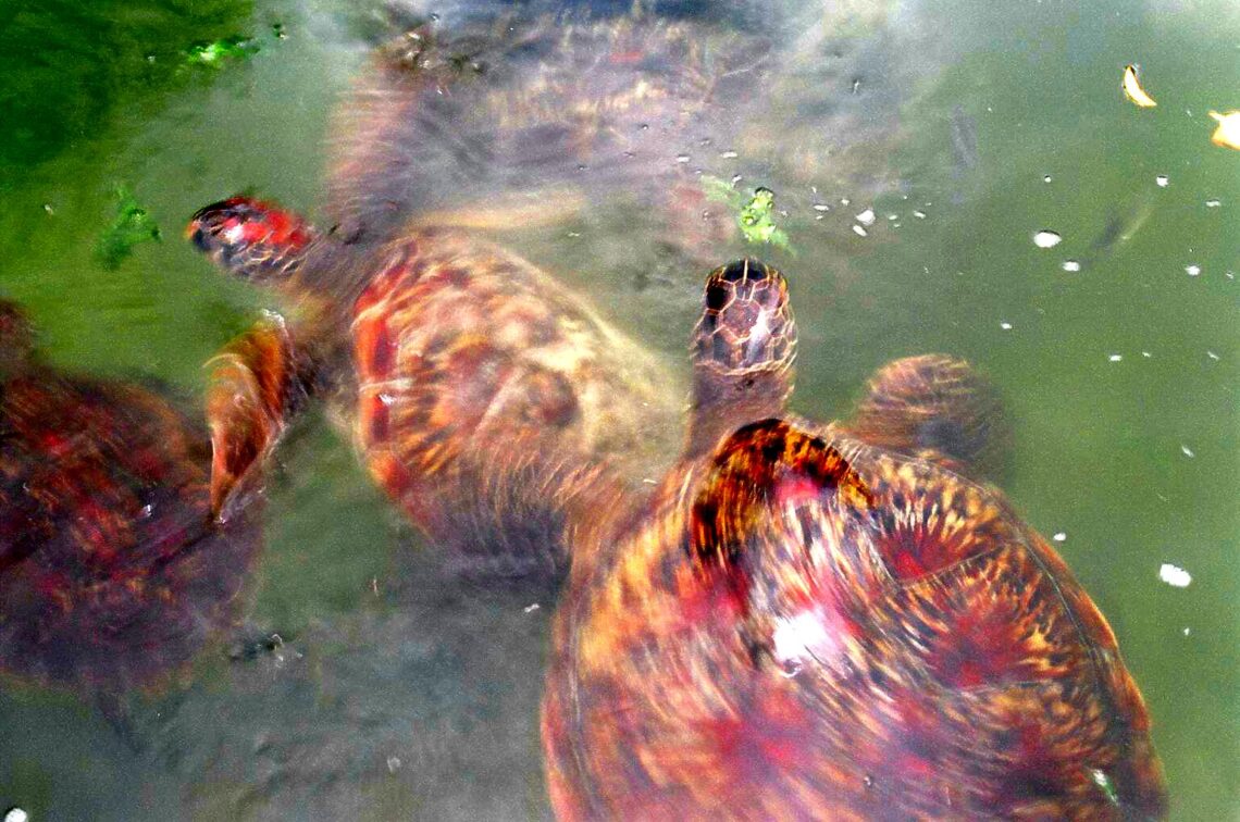 Turtles of Mnaranie Marine Conservation, Zanzibar © J. L. James