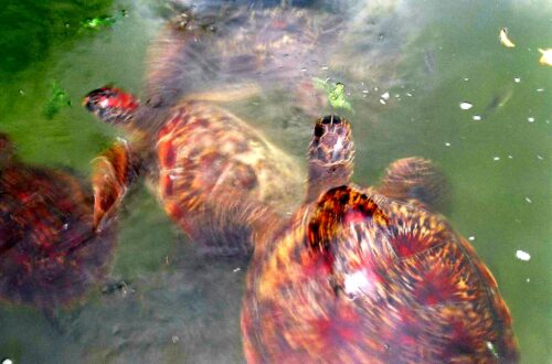 Turtles of Mnaranie Marine Conservation, Zanzibar © J. L. James