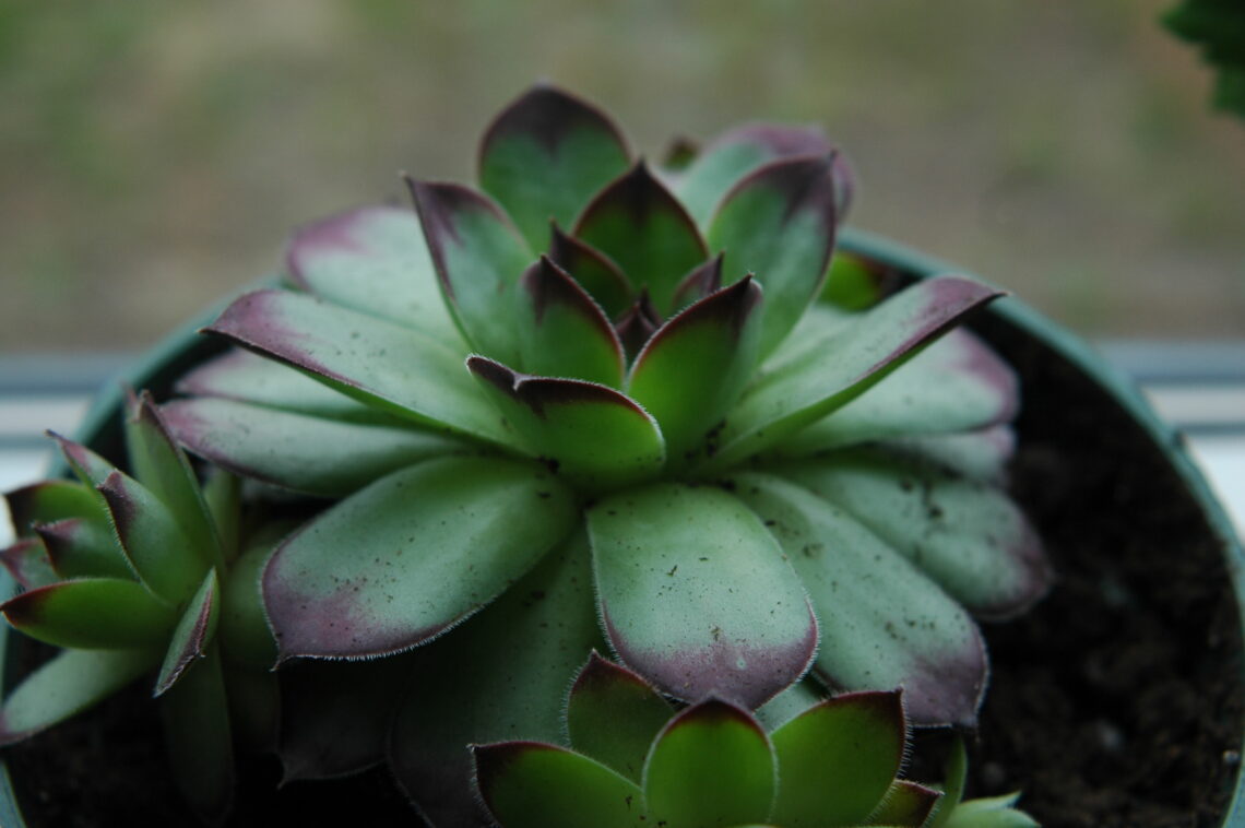 Portrait of a succulent © J. L. James