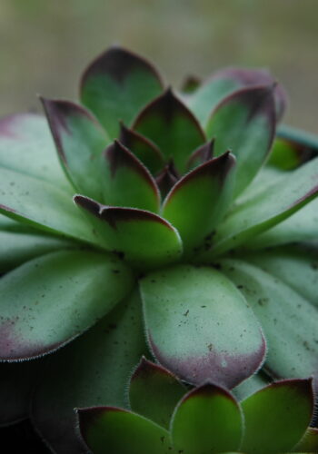 Portrait of a succulent © J. L. James