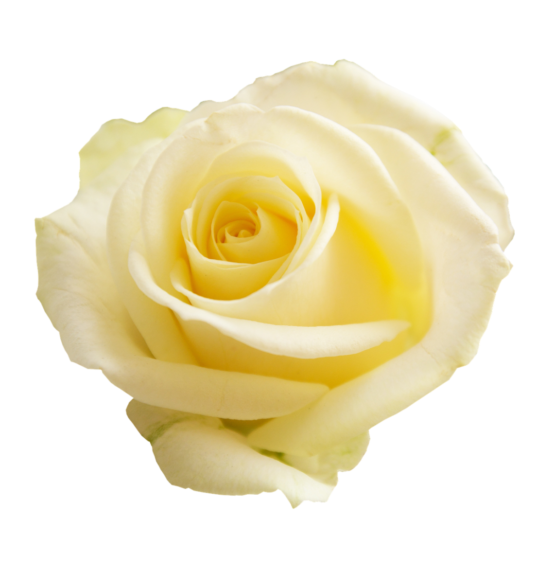 White Rose