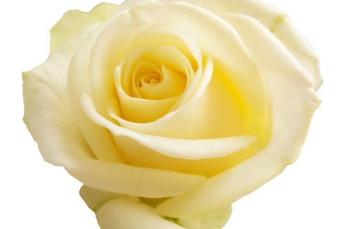 White Rose