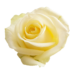 White Rose