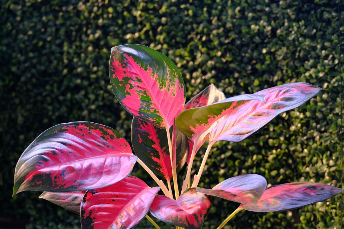 Aglaonema red valentine