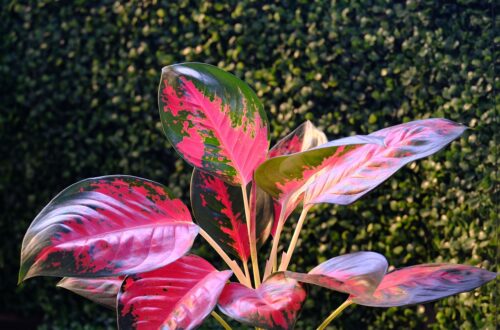 Aglaonema red valentine