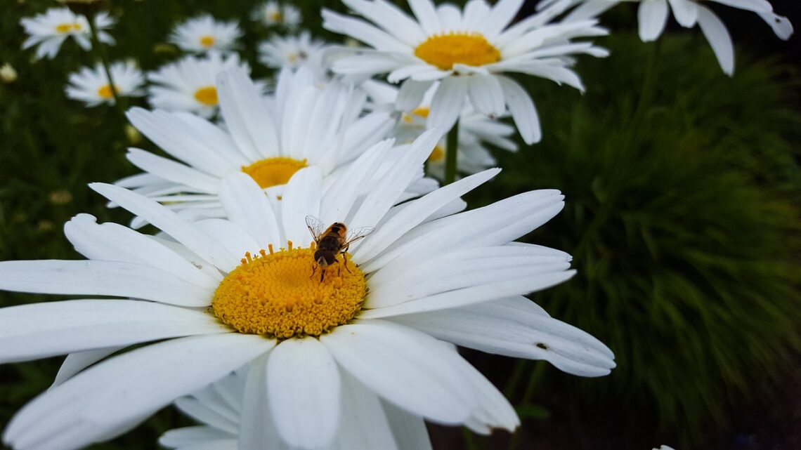 Shasta Daisy with Bee