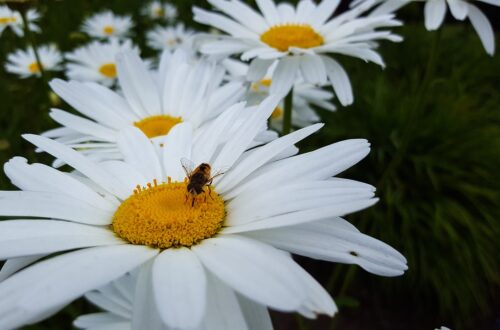 Shasta Daisy with Bee
