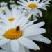 Shasta Daisy with Bee