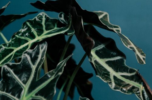 alocasia plant with green leaves on blue background