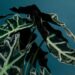 alocasia plant with green leaves on blue background