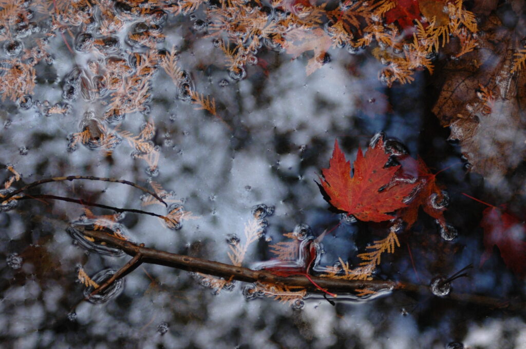 Fall Red fallen leaf on water. © J. L. James