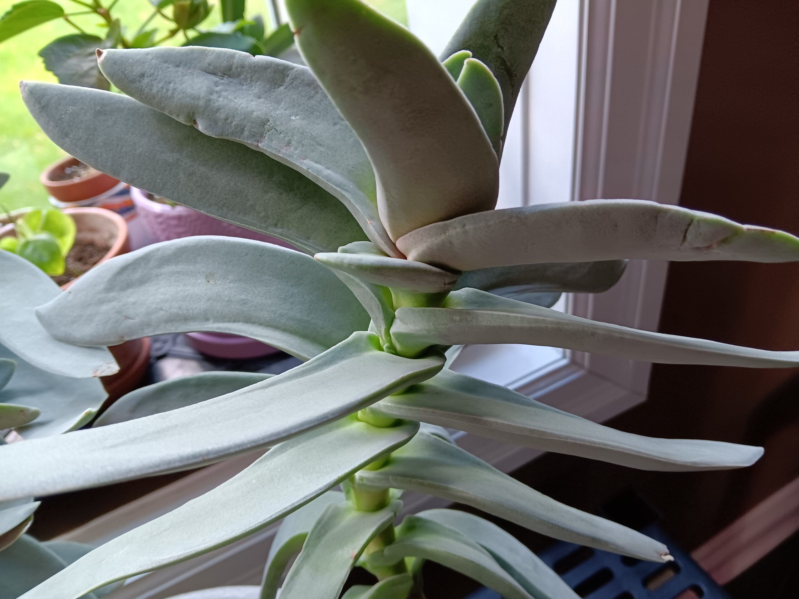 Propeller Plant © J. L. James