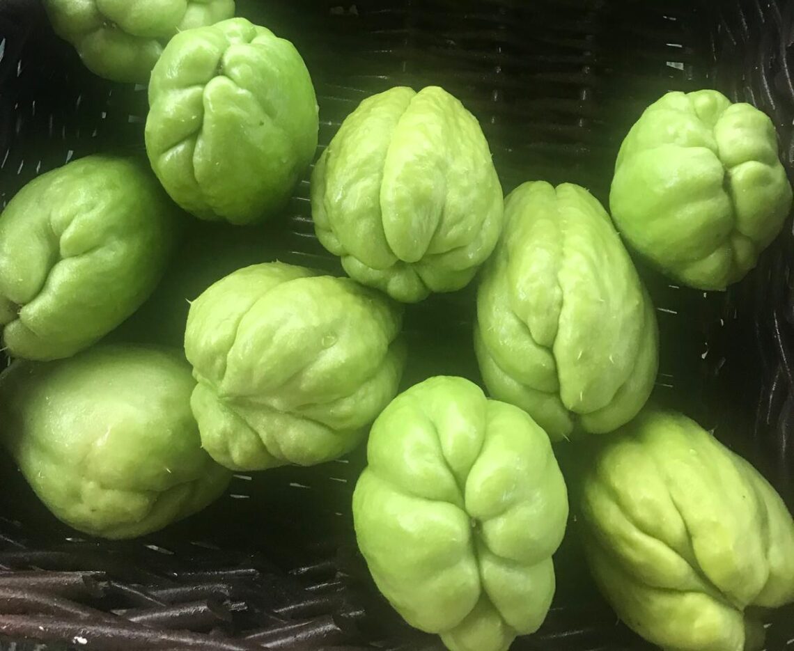 Cayote in a basket © J. L. James