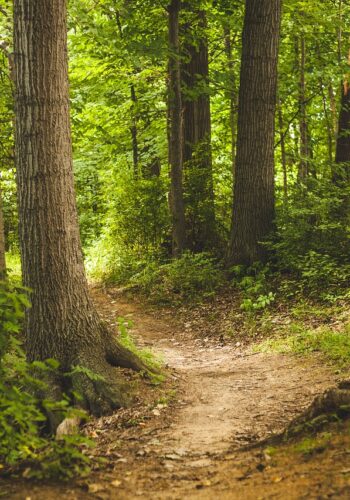 Forest, woodland path