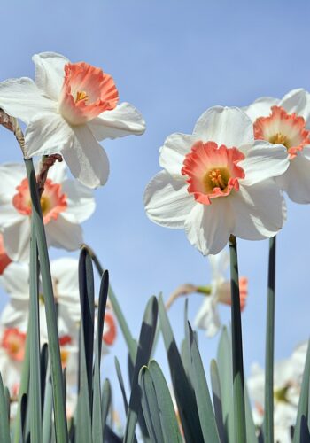 Daffodils flowers in Spring