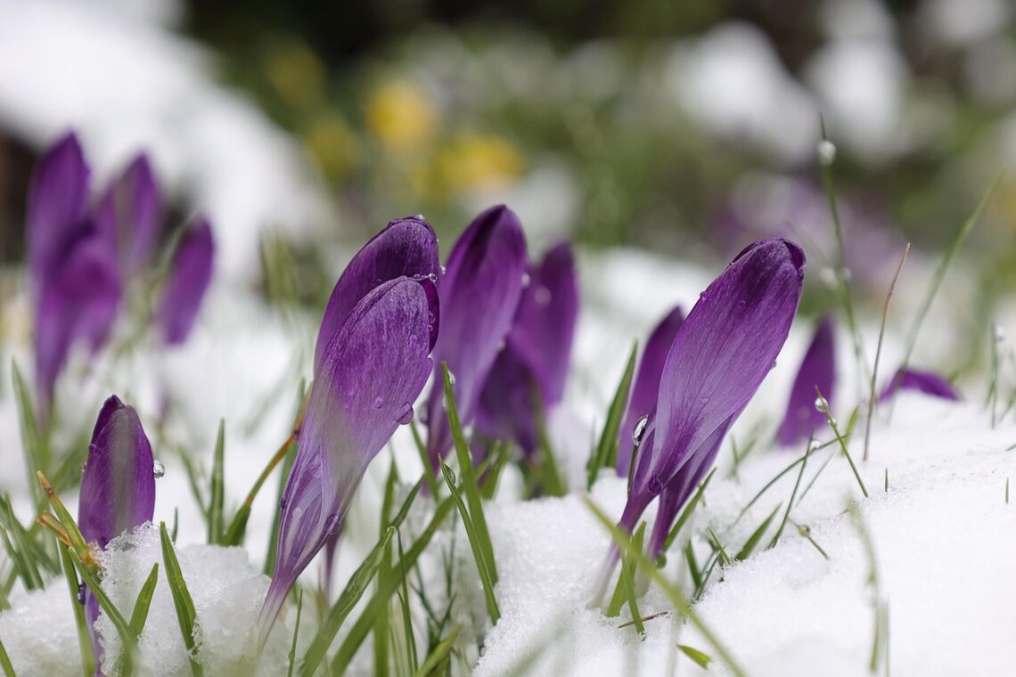 Crocuses emerging from snow