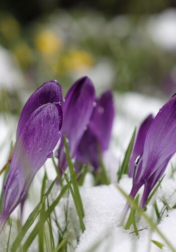 Crocuses emerging from snow