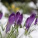 Crocuses emerging from snow