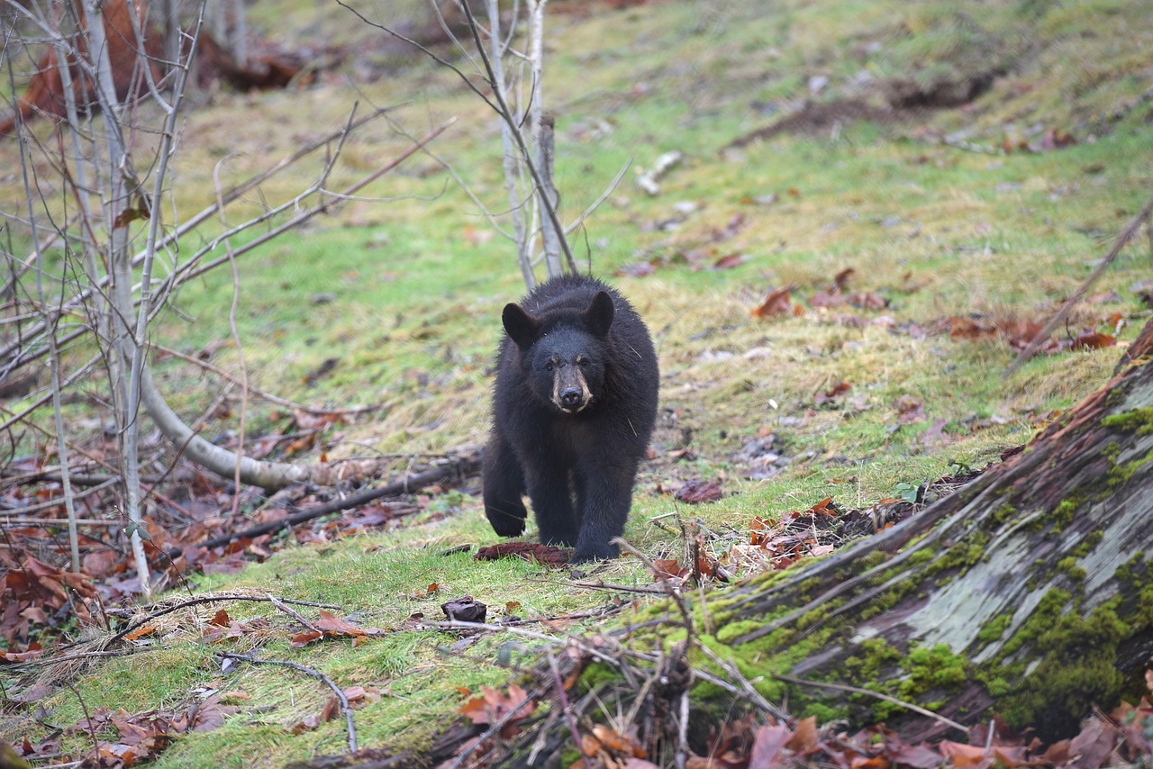 Black bear walking through the forest.