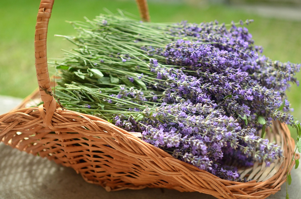 A wicker basket on a table with lavender bunches laid across the middle.