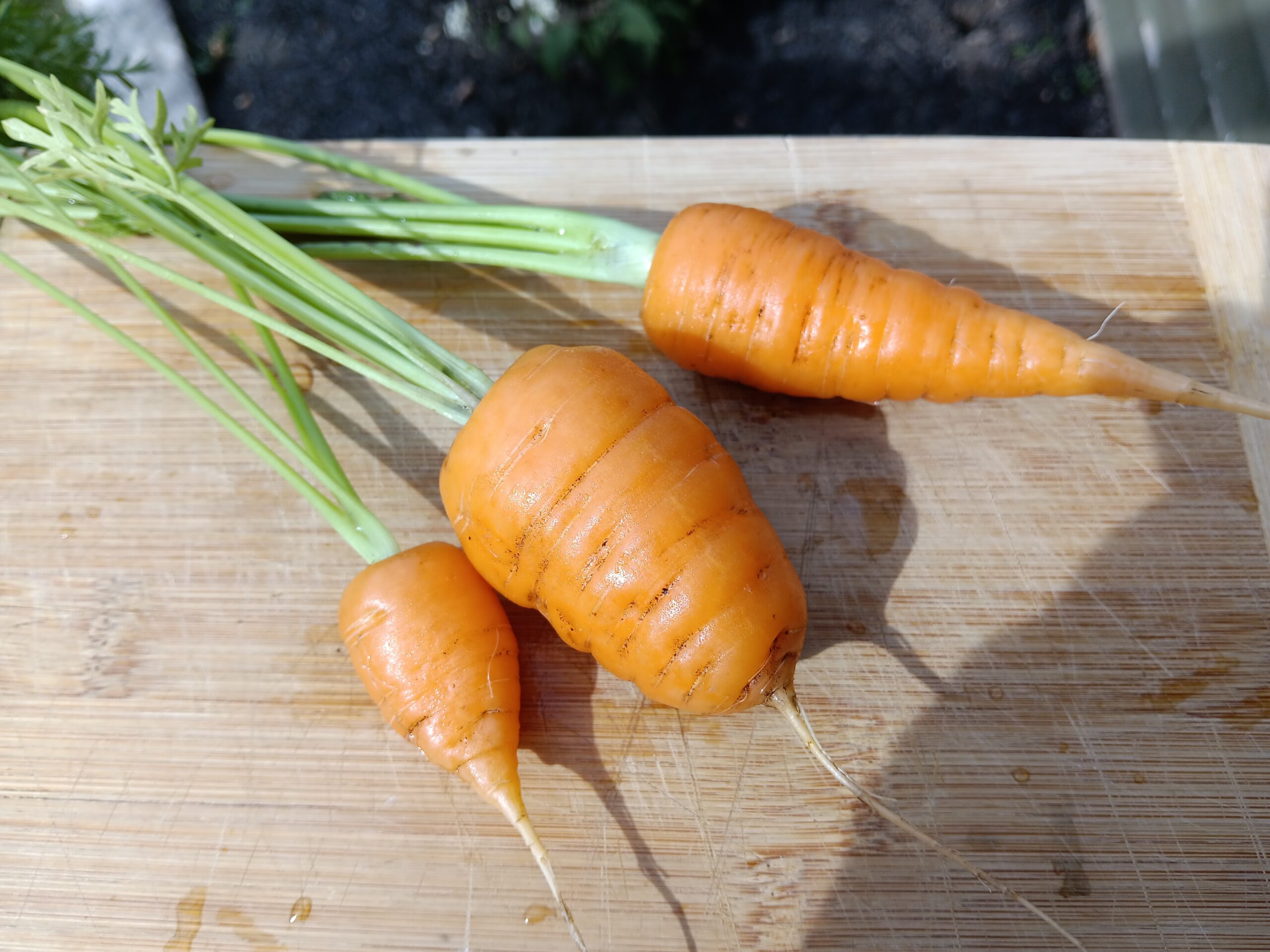 Three home grown carrots