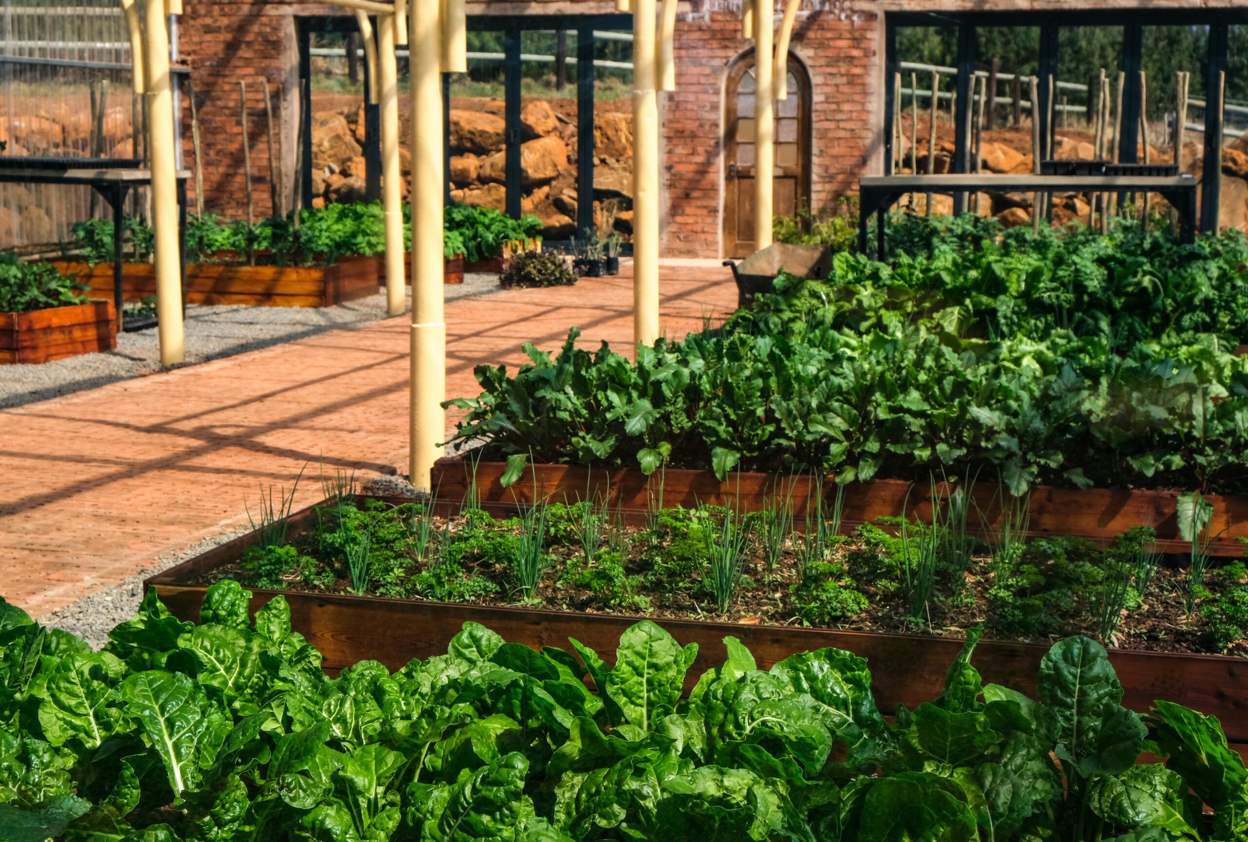 Raised wooden garden beds with leafy greens growing inside them.