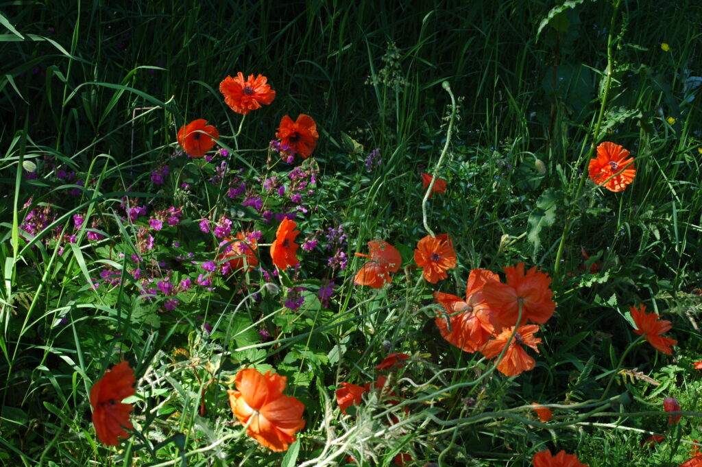 Poppies with other perennials in the garden.