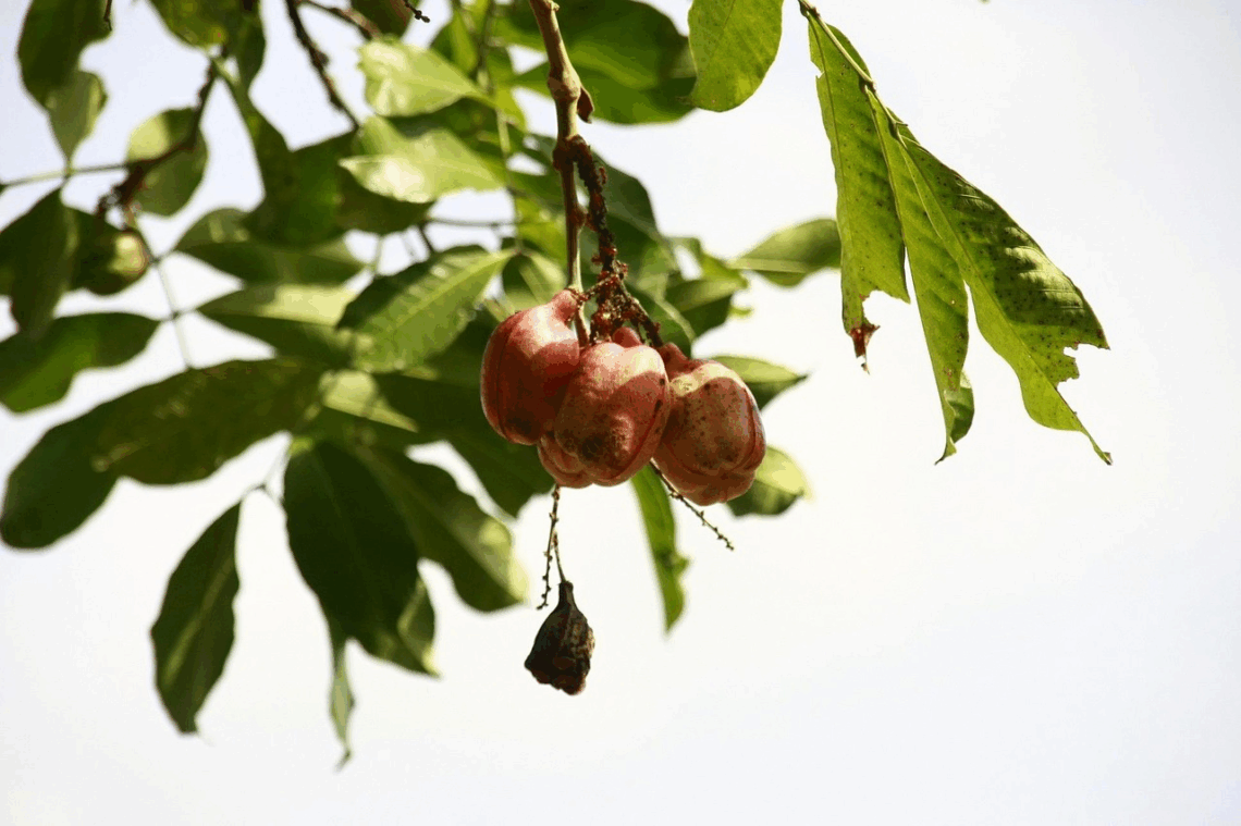 Ackee fruit hanging in the tree.