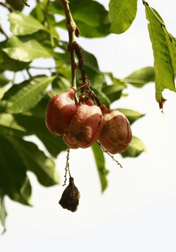 Ackee fruit hanging in the tree.