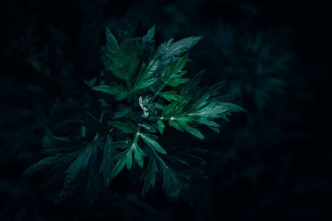 Mugwort by Wyxina Tress