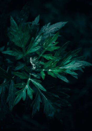 Mugwort by Wyxina Tress
