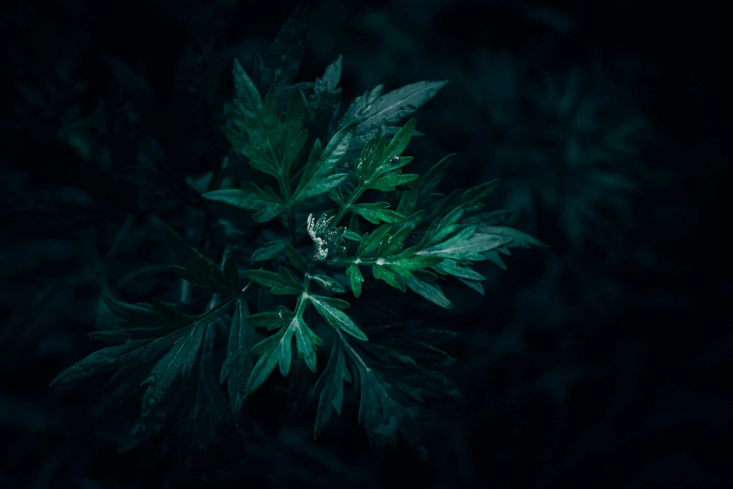 Mugwort by Wyxina Tress