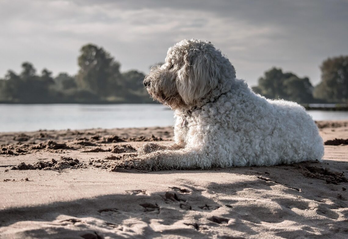 White Labradoodle on a beach - From Pets Love Nature Pixabay