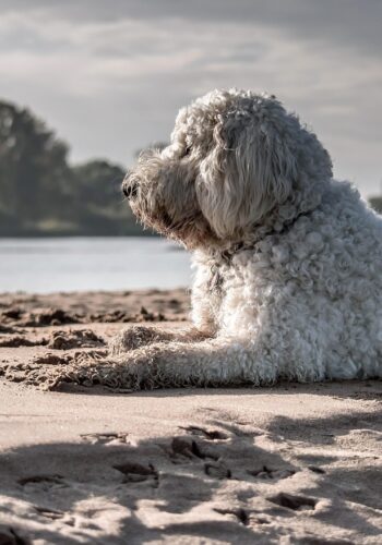 White Labradoodle on a beach - From Pets Love Nature Pixabay