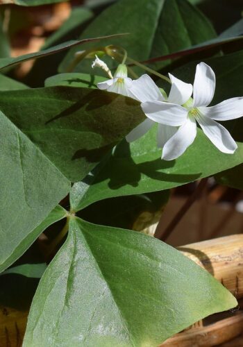 Green Shamrock with flowers