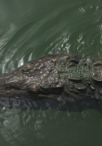 American crocodile in Jamaica Photo: © J. L. James
